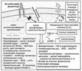 Особенности течения и лечения ишемической болезни сердца у больных с нарушениями метаболизма глюкозы и сахарным диабетом