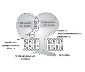 Молекулярно-генетическая диагностика синдрома Жильбера