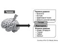 Нейропротекція при тяжкій черепно-мозковій травмі 