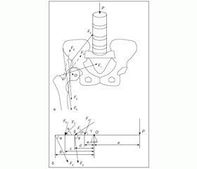 Моделирование работы мышц, обеспечивающих горизонтальное равновесие таза при одноопорном стоянии