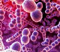 Неферментирующие бактерии в аспекте  множественной антибиотикорезистентности  возбудителей внутрибольничных инфекций