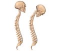 Duality of Genesis of Osteopenic Syndrome in Patients with Central Form of Ankylosing Spondylitis Complicated by Gastroesophageal Reflux