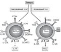 The importance of T cells of the innate immune system in the development of meta-inflammation of adipose tissue in obesity