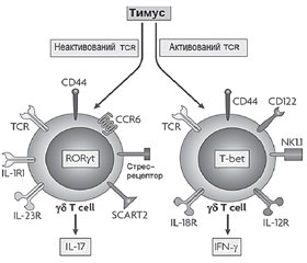 Значення Т-клітин вродженої імунної системи в розвитку метазапалення жирової тканини при ожирінні