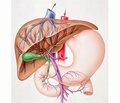 Functional status and metabolic disorders of liver in children with nonalcoholic fatty liver disease and obesity