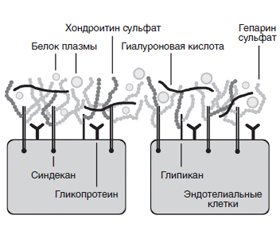 Роль гликокаликса в регуляции проницаемости сосудов: пересмотренный принцип Старлинга