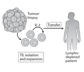 Імунотерапія раку: сучасні можливості та перспективи