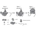 Mechanisms of action of cytoplasmic microRNAs. Part 2. MicroRNA-mediated post-translational silencing