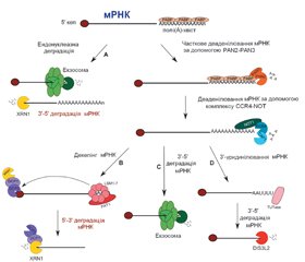 Механізми дії цитоплазматичних мікроРНК. Частина 4. Рекрутинг декепінгового комплексу DCP1-DCP2. Механізми остаточної деградації мРНК