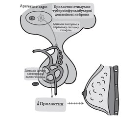 Пролактин, його фізіологічна функція і роль у канцерогенезі молочної залози (огляд літератури)