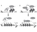 Механізми дії внутрішньоядерних мікроРНК. Частина 1. Вплив мікроРНК на транскрипцію