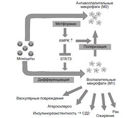 Иммунные и противовоспалительные факторы в механизме лечебного действия метформина при сахарном диабете 2-го типа (аналитический обзор с включением собственных данных)