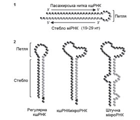 MicroRNA biogenesis. Part 2. Formation of mature miRNAs. Maturation of non-canonical miRNAs