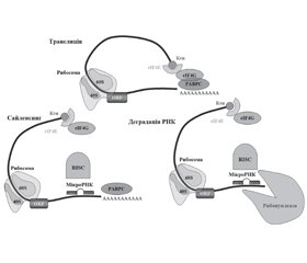 Механізми дії цитоплазматичних мікроРНК. Частина 1. Механізми взаємодії молекул мікроРНК і мРНК. Вплив мікроРНК на трансляцію