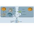 Mechanisms of action of extracellular miRNAs
