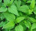 Вплив споживання кропиви (Urtica dioica) та сидериту (Sideritis scardica) на ендотеліальну функцію у хворих з артеріальною гіпертензією та високим серцево-судинним ризиком