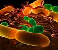 Сравнительное изучение антимикробного действия некоторых антибиотиков и их аналогов в отношении возбудителей раневой инфекции