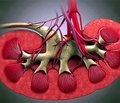 Diabetic Nephropathy and Silent Myocardial Ischemia in Asymptomatic Type 2 Diabetic Patients