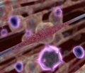 Глатирамера ацетат (копаксон®) влияет на генную экспрессию субпопуляций Т-клеток и моноцитов: продольное широкое геномное исследование транскриптомов