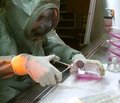 Роль NOD-подобных рецепторов в рекогниции патоген-ассоциированных молекулярных структур инфекционных патогенных агентов и развитии воспаления. Часть 3а. Протеины NLR семейства, участвующие в активации ASC-ассоциированного пути возбуждения. Инфламмасомы