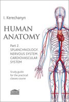 Human anatomy. Part 2. Splanchnology. Nervous system. Cardiovascular system: Study guide for the practical classes course